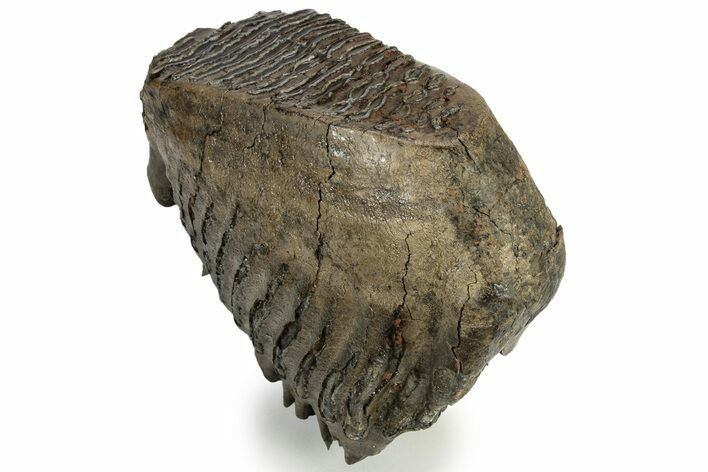 Woolly Mammoth Molar - Siberia #232726